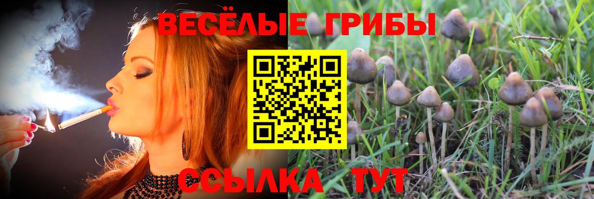 Галлюциногенные грибы Psilocybe Щёлково